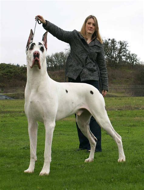 Great Dane Dog Photo Gallery Petswall