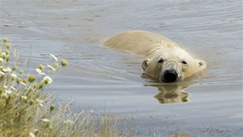 Alaska Scientists Say Polar Bear Encounters Will Increase
