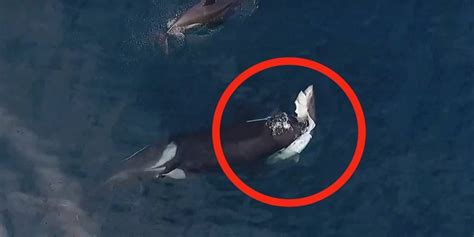 WATCH Mysterious Type Of Killer Whale Caught On Video Killing And Eating A Shark HuffPost