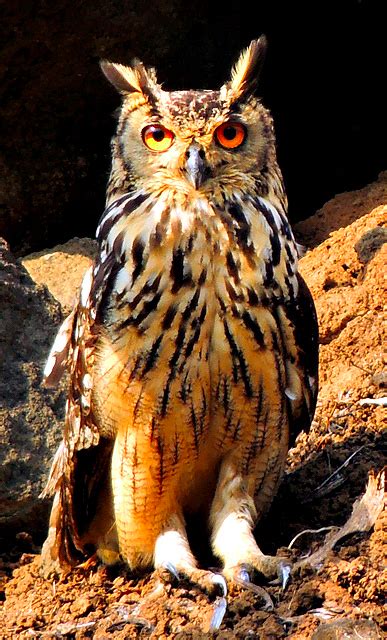 Indian Eagle Owl Bubo Bengalensis Aka Rock Eagle Owl Or Bengal Eagle