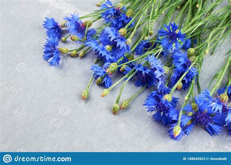 Beautiful Blue Cornflowers Bouquet On Light Grey Background Stock Image
