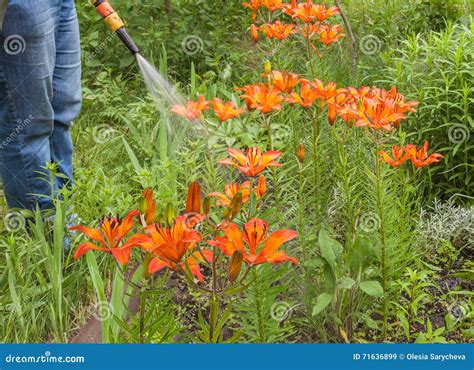 Watering Blooming Lilies Stock Image Image Of Nature 71636899
