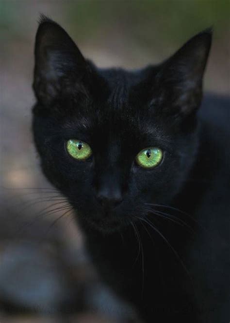 35 Top Inspirasi All Black Cat Breeds