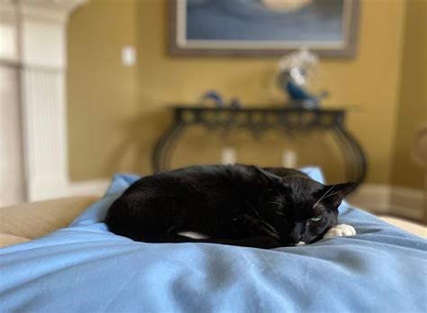 Fluffy Cat Bed Pillow Rectangular Catsessentials