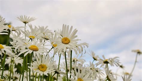 Beautiful White Flowers Field Public Domain Free Photos