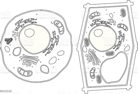 We did not find results for: Diagram Of Plant And Animal Cells Stock Vector Art & More ...