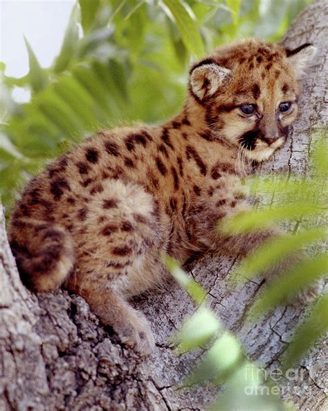 Cougar Cub Photograph By Robert Chaponot Fine Art America