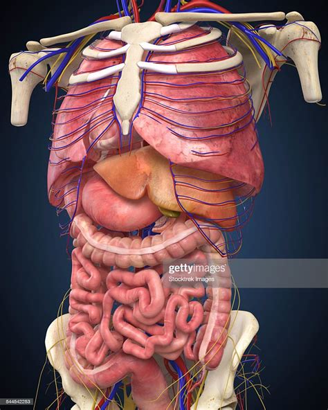 Midsection View Showing Internal Organs Of Human Body Illustration