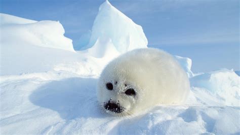 Arctic Ocean Animals Adaptations Images Zoo Animals