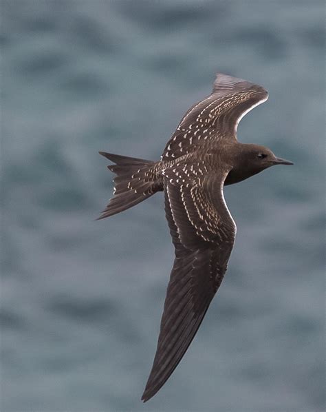 Sooty Tern New Zealand Birds Online