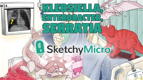 Klebsiella Enterobacter Serratia Hd Sketchymicro Usmle