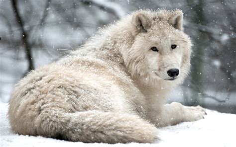Wolf Wolves Predator Carnivore Winter Snow Wallpapers Hd Desktop