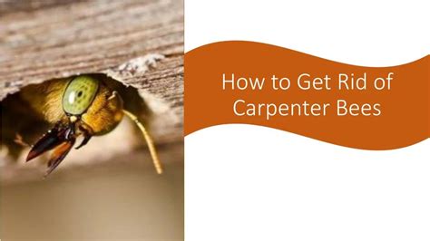 Ppt How To Get Rid Of Carpenter Bees Powerpoint Presentation Free