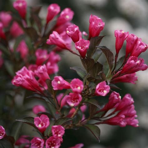 Wine And Roses® Weigela Shrubs For Sale