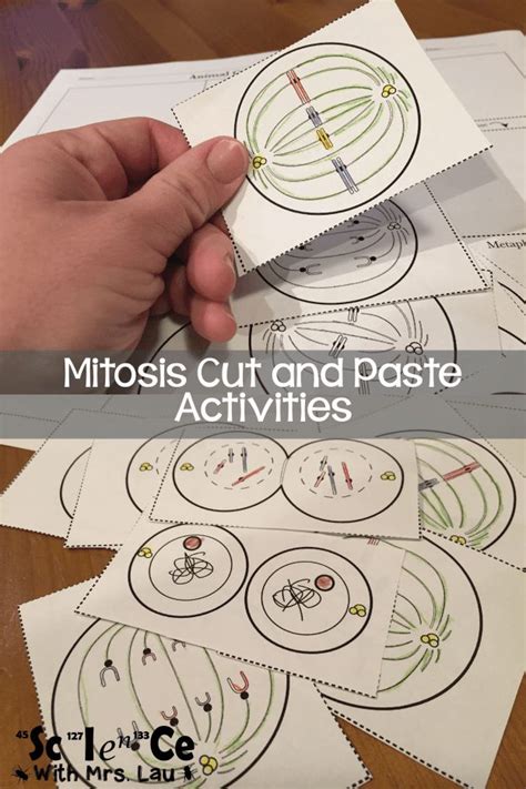 Meiosis And Mitosis Teaching Ideas Blog By Science With Mrs Lau
