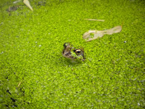 Free Images Nature Grass Lawn Meadow Pond Wildlife Green Frog