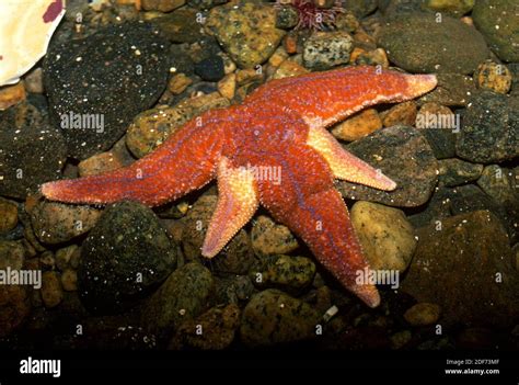 Common Starfish Or Sugar Starfish Asterias Rubens Is A Sea Star