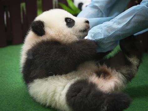 Adorable Baby Panda Makes Her Public Debut At Malaysia Zoo Perthnow