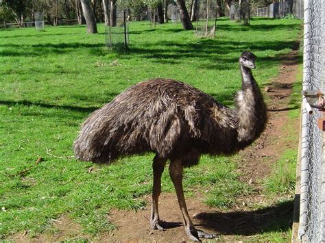 Die neuesten tweets von emu/daü (@emuofficial). Emu