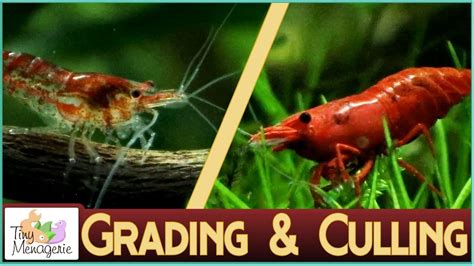 Grading And Culling Cherry Shrimp Improving Your Colony YouTube