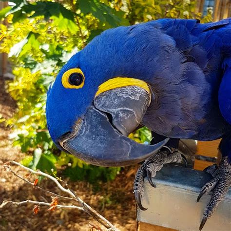Hyacinth Macaw Animal Experiences At Wingham Wildlife Park In Kent