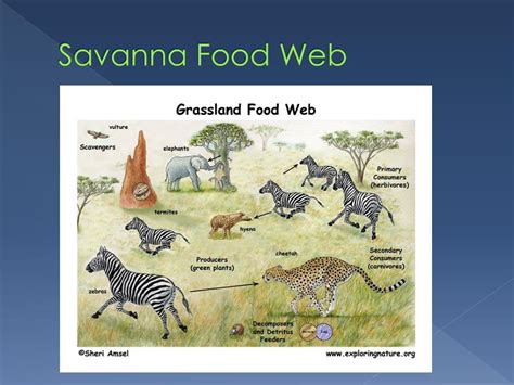 Ppt The Savanna Powerpoint Presentation Free Download Id3065765
