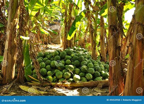 Watermelon Harvest In A Banana Tree Grove Vietnam Stock Photo Image