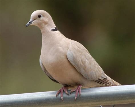 Difference Between Dove And Pigeon Lovely Birds Facts