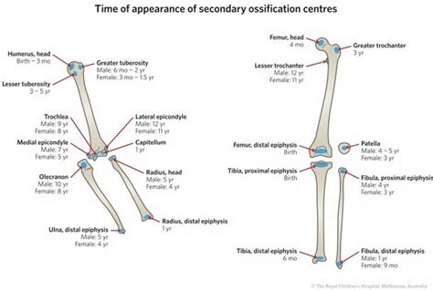 Secondary Ossification Centres One Primary Ossification Centre In