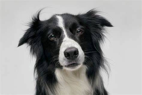 Border Collie Pet Dogs Fun Animals Wiki Videos Pictures Stories