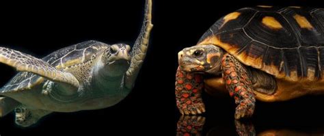 Difference Between A Turtle And A Tortoise Learn About Nature