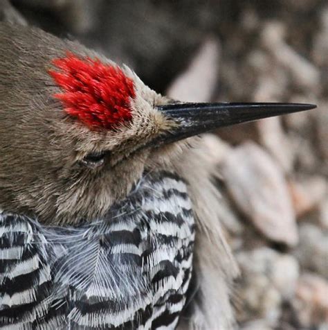 Gila Woodpecker The Audubon Birds And Climate Change Report