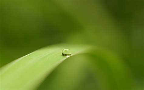 Water Droplet Simple Background Water Drops Leaves Macro Hd