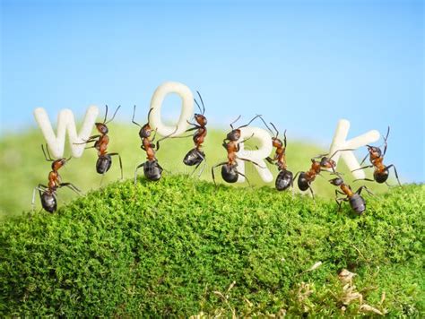 Team Of Ants Constructing Word Work Teamwork Stock Photo Image Of