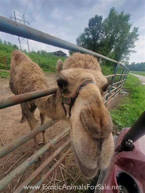 Ship to missouri valley united states. Yearling camel for Sale