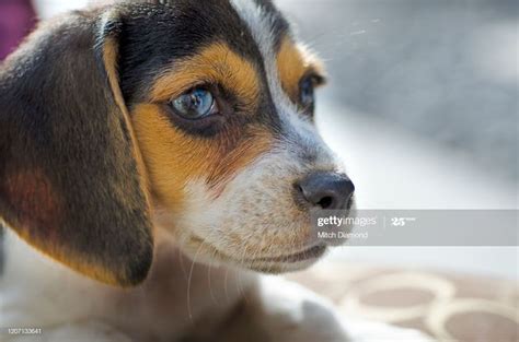 Beagle Puppy With Blue Eyes In 2020 Puppies With Blue Eyes Beagle
