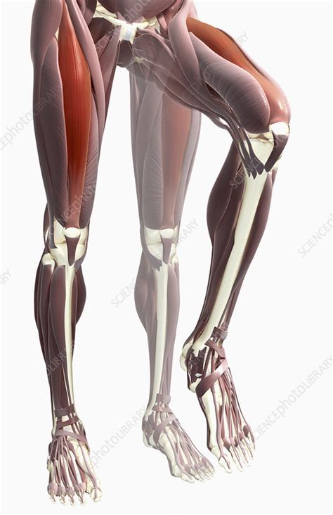 Thigh Flexion Stock Image F0023916 Science Photo Library