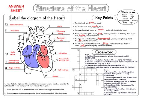 Gcse Biology Heart Structure Worksheet Pack Teaching Resources