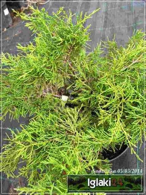 Juniperus Horizontalis Hughes Jałowiec Płożący Hughes Foto