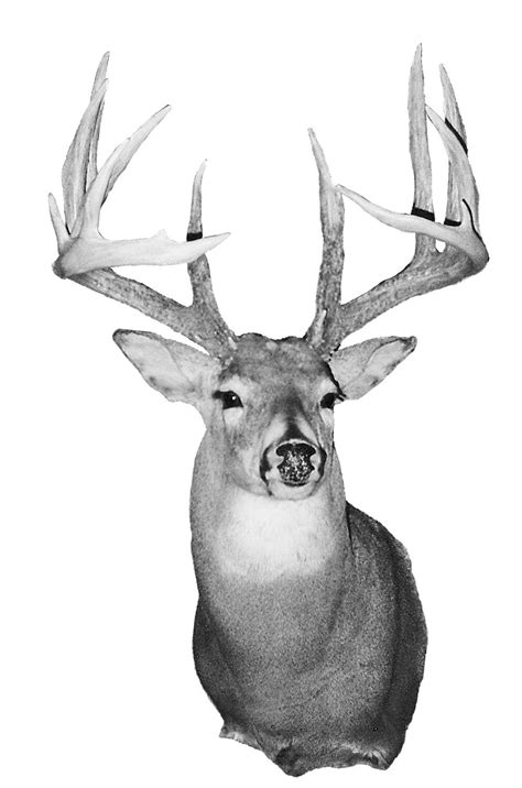 The Biggest Record Whitetail Deer From Every State Field And Stream