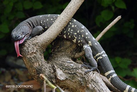 Guatemalan Beaded Lizard Reptile Conservation