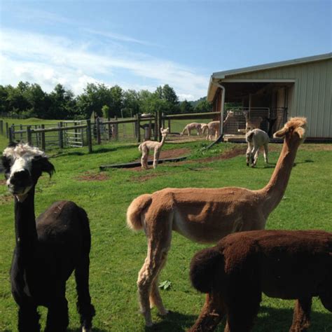 Check out the future of cumberland farms, coming real soon to a neighborhood near you. Starry Night Alpaca Farm | Lewisberry, PA 17339