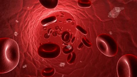3d Animation Of Red Blood Cells Flowing In The Vein Alpha Channel