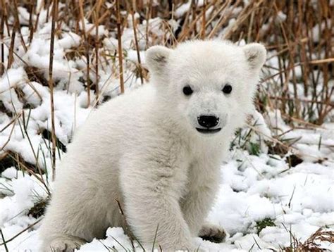 Cubs Baby Polar Bear Polar Bear Cub Born On Thanksgiving At Columbus