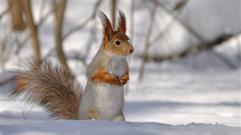 Animal Winter Desktop Wallpaper (59+ images)