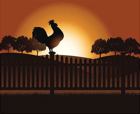 Crowing Rooster Sunrise Illustrations Royalty Free Vector Graphics