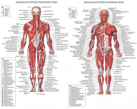 Shoulder girdle consists of the clavicle (collar bone) and the scapula (shoulder blade) which generally move together. Bones And Muscles Body Chart Tag Human Bones And Muscles Diagram Human Anatomy Diagram | Human ...