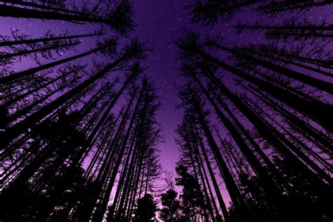 Pin By Secret Woods On Midnight Purple Forest Purple Sky Forest Sky