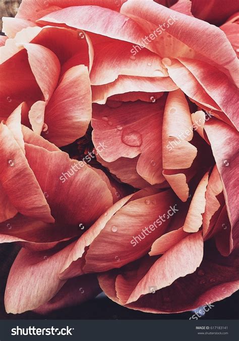 Check spelling or type a new query. Macro rose petals with dew drops. Floral background