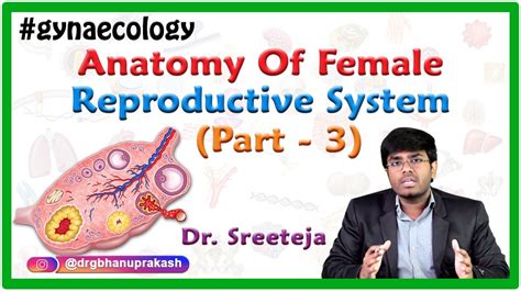 Anatomy Of Female Reproductive System Part 3 Fallopian Tubes And